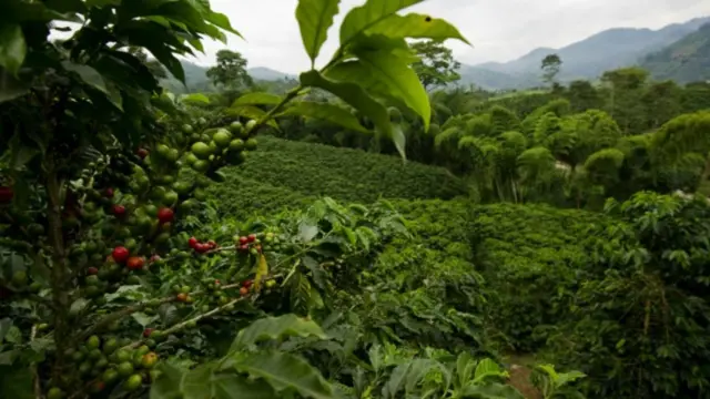 aceh gayo