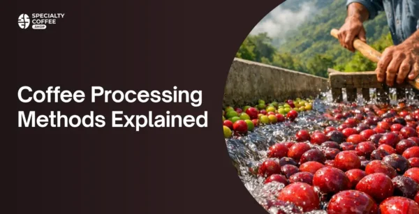 Coffee Processing Methods Explained: From Natural to Wet-Hulled