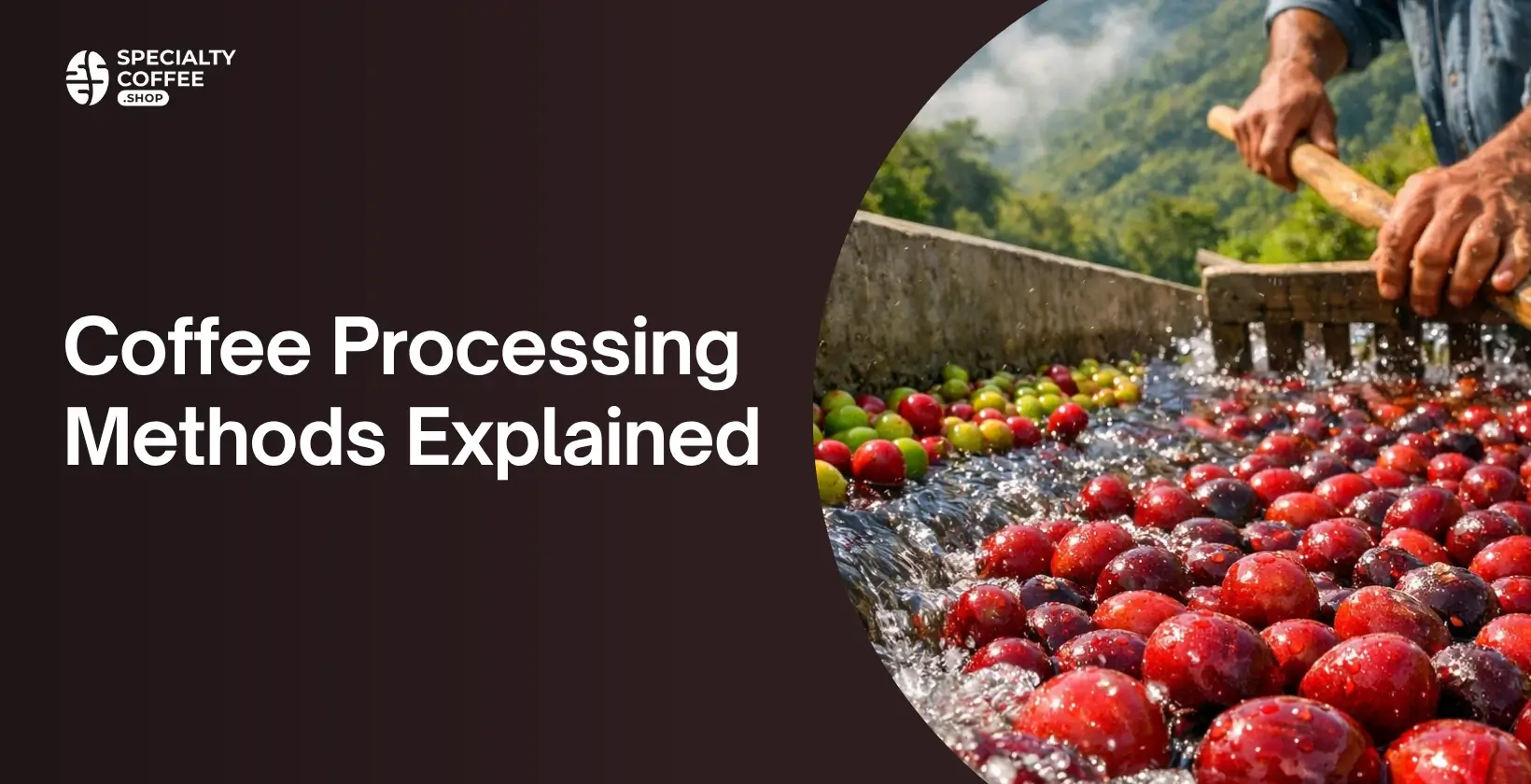 Coffee Processing Methods Explained: From Natural to Wet-Hulled