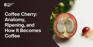 Coffee Cherry