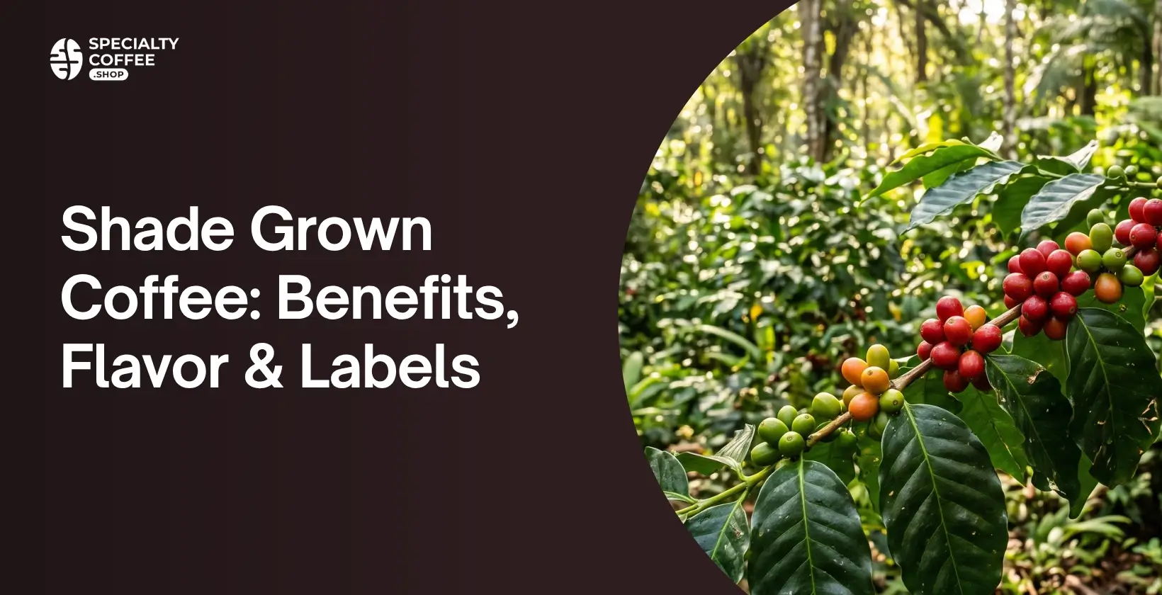 Shade Grown Coffee